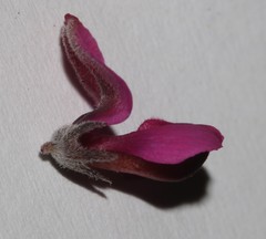 Indigofera meyeriana