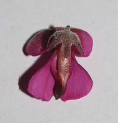 Indigofera meyeriana