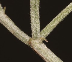 Indigofera meyeriana