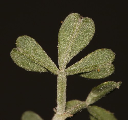Image of Indigofera complicata by (c) Brian du Preez, some rights reserved (CC BY-SA)