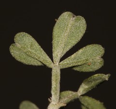 Indigofera meyeriana
