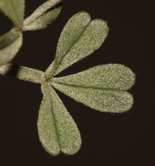 Indigofera meyeriana