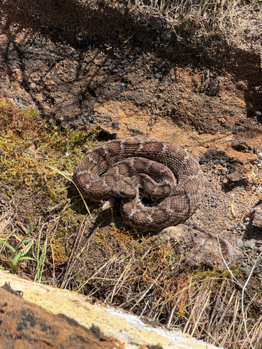 iNaturalist observation photo of Northern Pacific Rattlesnake