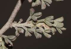 Indigofera meyeriana