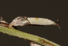 Indigofera meyeriana