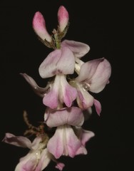 Indigofera cerasiflora