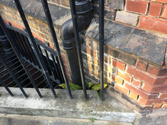 Asplenium scolopendrium scolopendrium