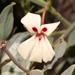Pelargonium lanceolatum