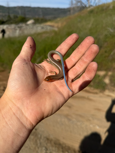 iNaturalist observation photo of Greater Brown Skink