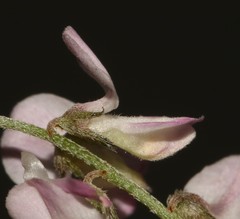 Indigofera cerasiflora