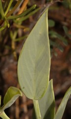 Pelargonium lanceolatum