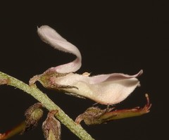 Indigofera cerasiflora