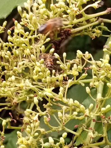 Western Honey Bee
