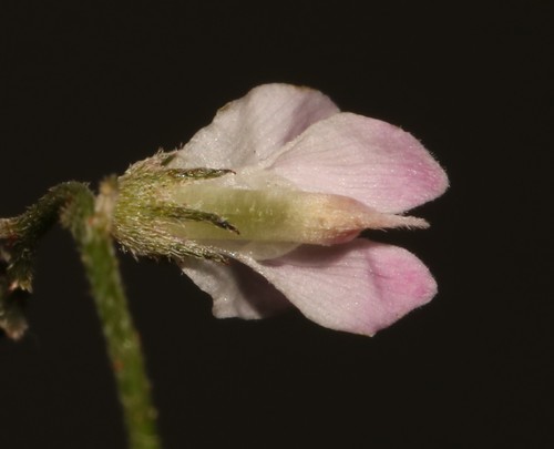 Image of Indigofera cerasiflora by (c) Brian du Preez, some rights reserved (CC BY-SA)