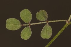 Indigofera cerasiflora