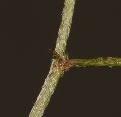 Indigofera cerasiflora