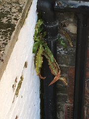 Asplenium scolopendrium scolopendrium