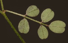 Indigofera cerasiflora