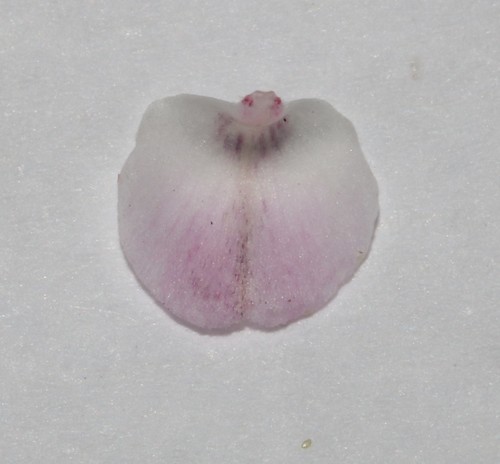 Image of Indigofera cerasiflora by (c) Brian du Preez, some rights reserved (CC BY-SA)