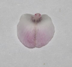 Indigofera cerasiflora