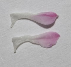 Indigofera cerasiflora