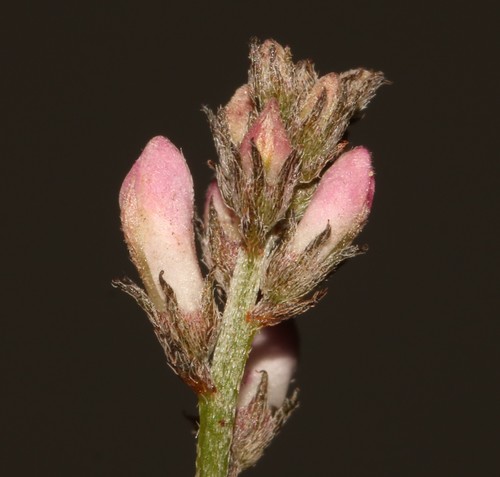 Image of Indigofera cerasiflora by (c) Brian du Preez, some rights reserved (CC BY-SA)