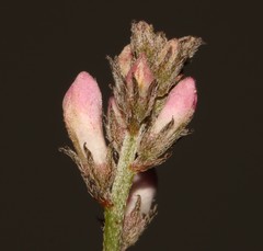 Indigofera cerasiflora