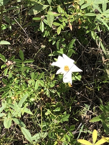 Rosa foliolosa