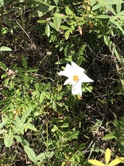 Rosa foliolosa