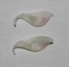 Indigofera cerasiflora