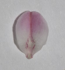 Indigofera cerasiflora