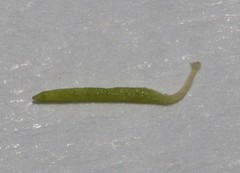 Indigofera cerasiflora