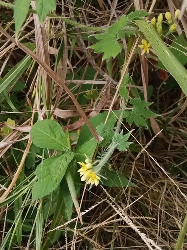 Gronovia scandens