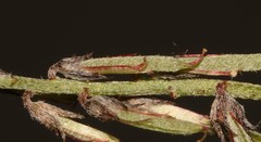 Indigofera cerasiflora