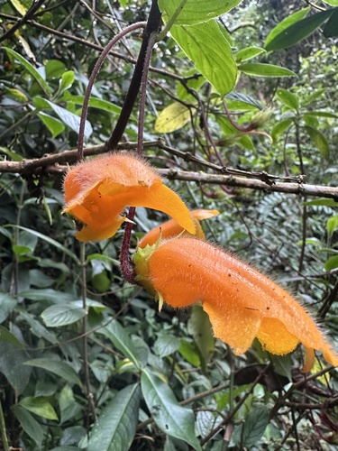 Columnea strigosa, photograph 2