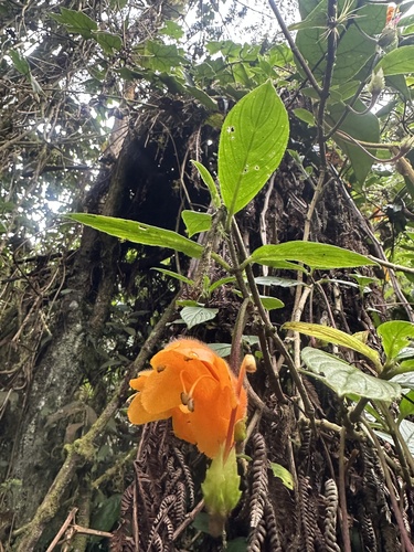 Columnea strigosa