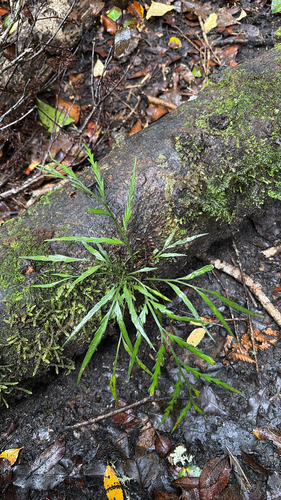 drooping spleenwort