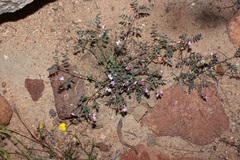 Indigofera cerasiflora