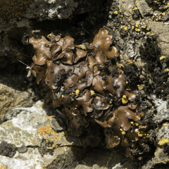 Placidium squamulosum