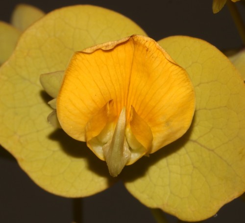 Image of Rafnia amplexicaulis by (c) Brian du Preez, some rights reserved (CC BY-SA)