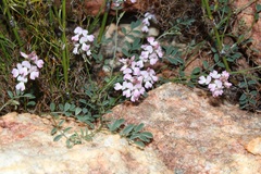 Indigofera cerasiflora
