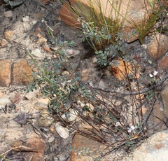 Indigofera cerasiflora
