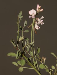Indigofera cerasiflora