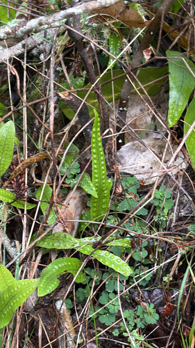 hound's tongue fern