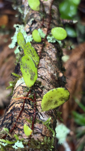 Leather-leaf fern