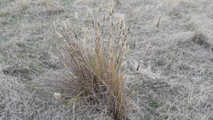 Enneapogon nigricans