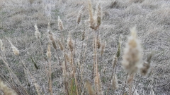 Enneapogon nigricans