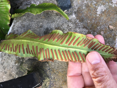 Asplenium scolopendrium scolopendrium