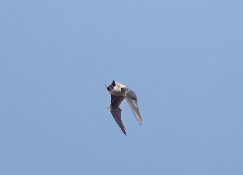 Canyon Bat (Parastrellus hesperus), a species recorded in Texas
