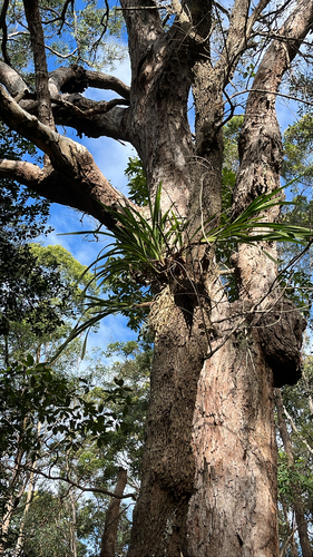 Snake Orchid